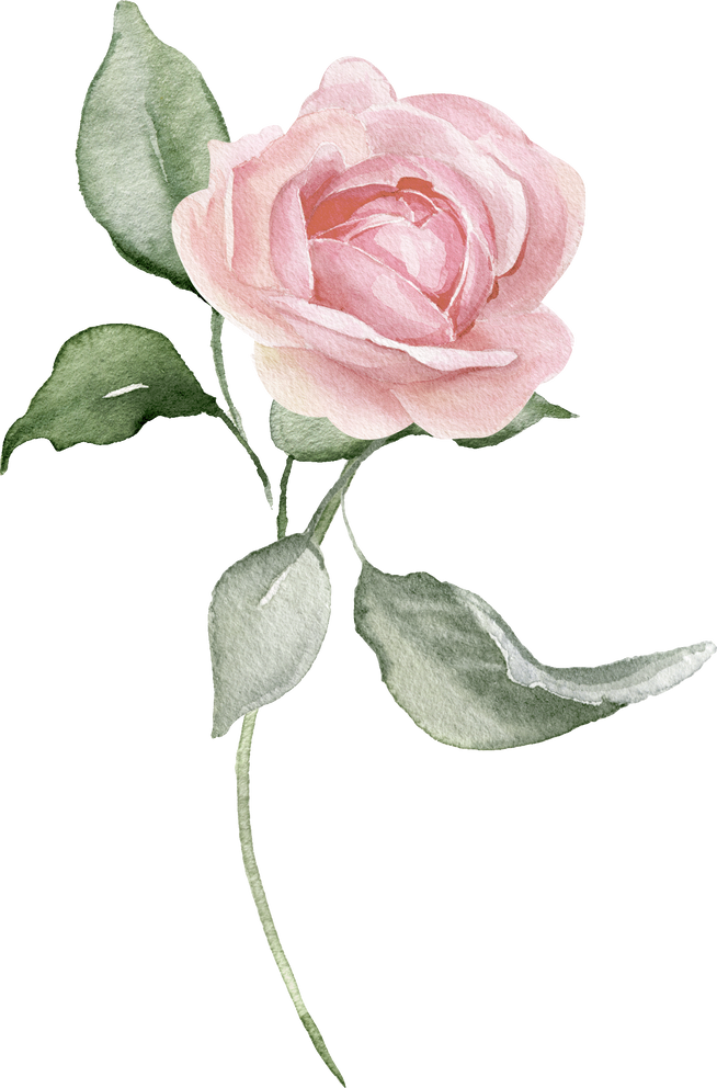 Watercolor pink blush rose flower illustration
