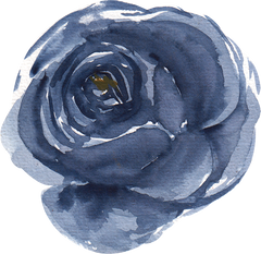 Flower Rose Navy Blue Watercolor Clipart