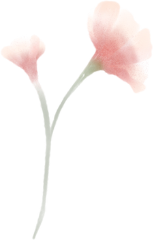 Pink Flower Watercolor Illustration